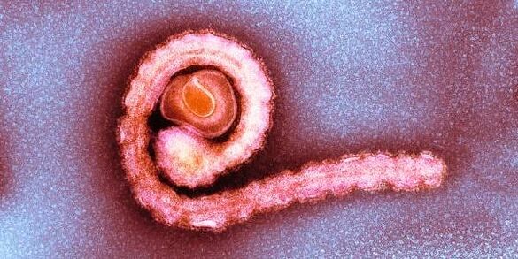 الدودة الشريطية القزمة في جسم الإنسان